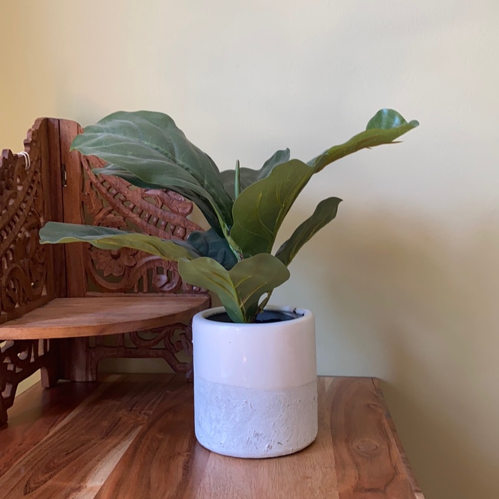 Fake plant!